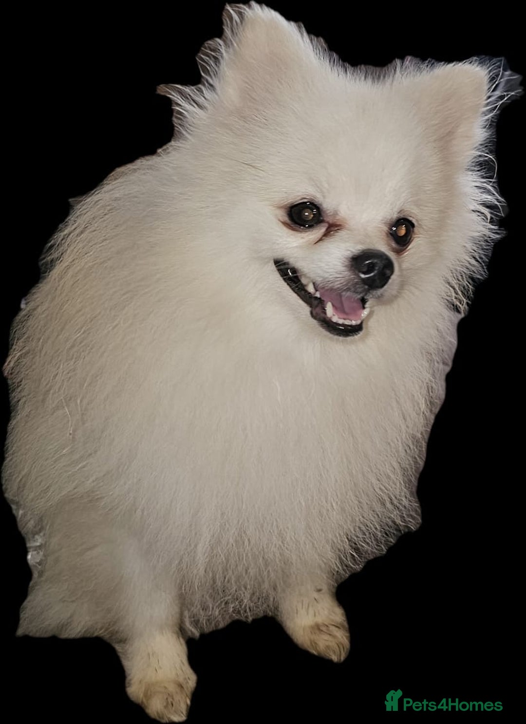 Pomeranian dogs for sale: Pure Pomeranian Puppies - Image 11