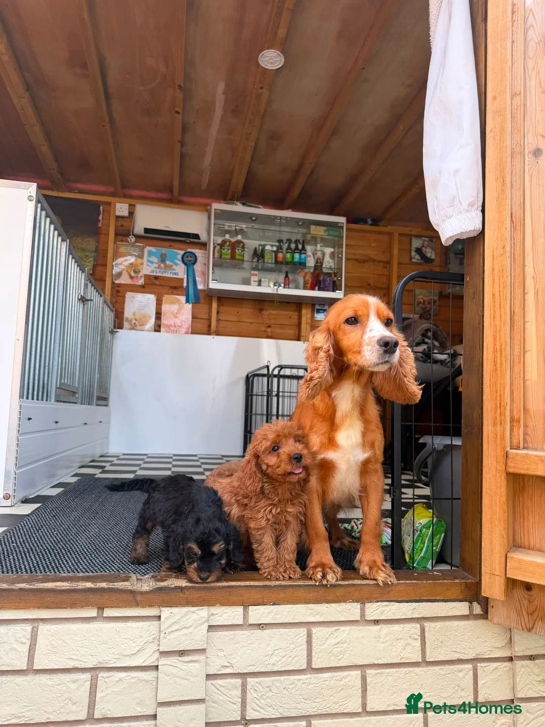Cockapoo dogs for sale: F1 Cockapoos (council licensed)  in Stourport-on-Severn - Advert 19