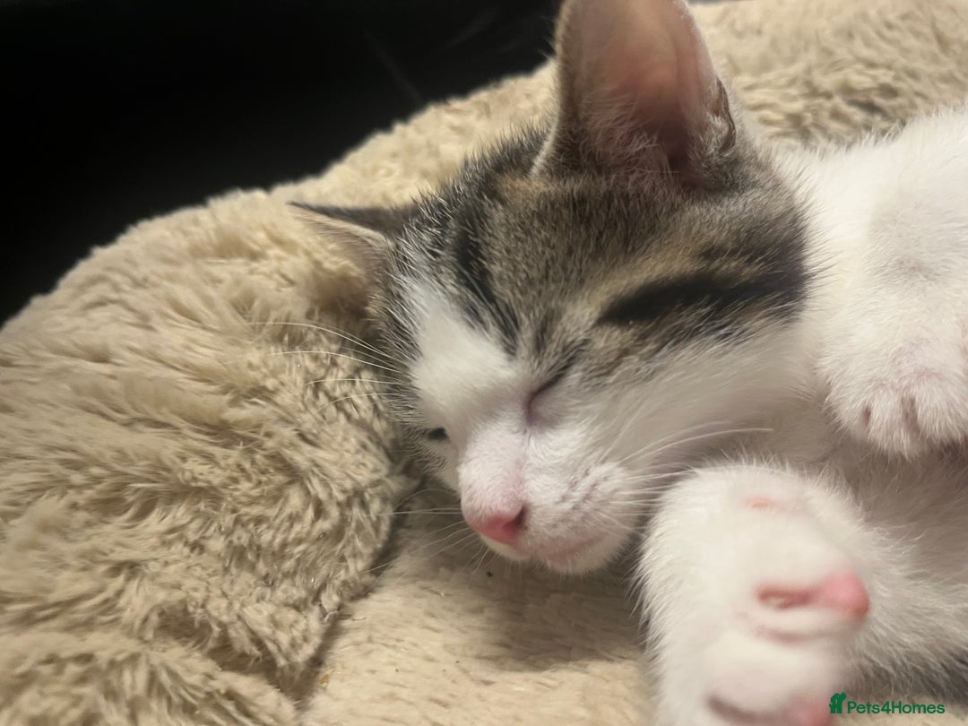 Mixed Breed cats for sale: 🐾 2Beautiful Kittens  - Advert 9