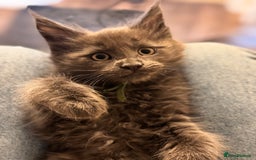 Maine Coon cats for sale: FINAL 3 REMAINING :TICA registered Mainecoons  - Image 14