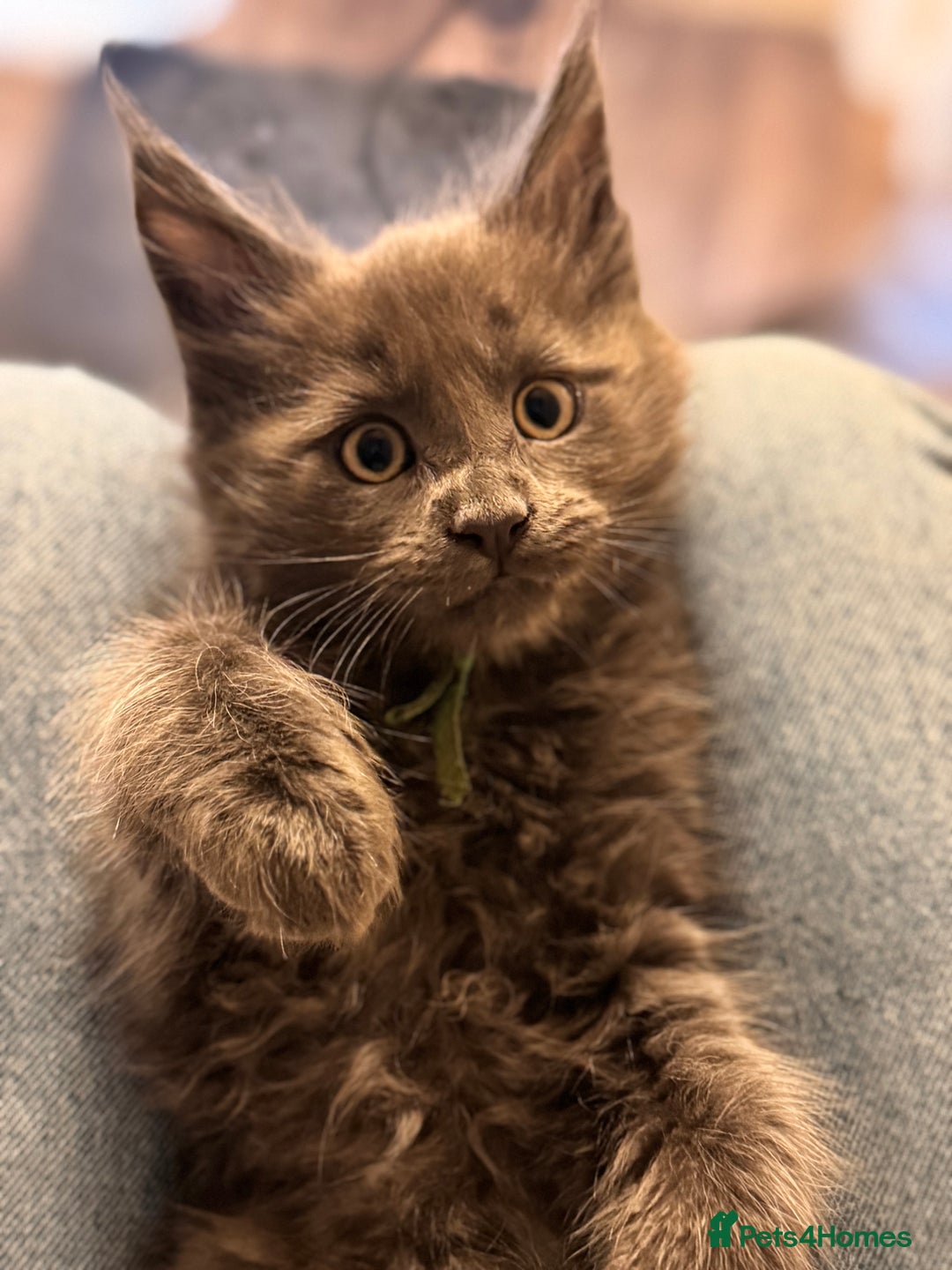 Maine Coon cats for sale: FINAL 3 REMAINING :TICA registered Mainecoons  - Image 14