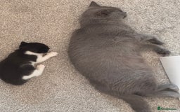 Mixed Breed cats for sale: 🐾 Half British Shorthair Kittens Available! 🐾 - Image 16