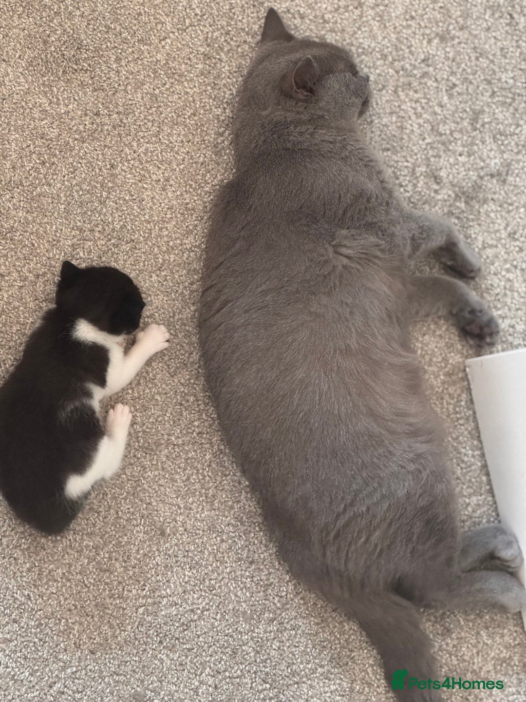 Mixed Breed cats for sale: 🐾 Half British Shorthair Kittens Available! 🐾 - Image 16