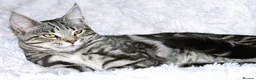 Maine Coon cats for sale: Maine coon X Cat - Advert 8