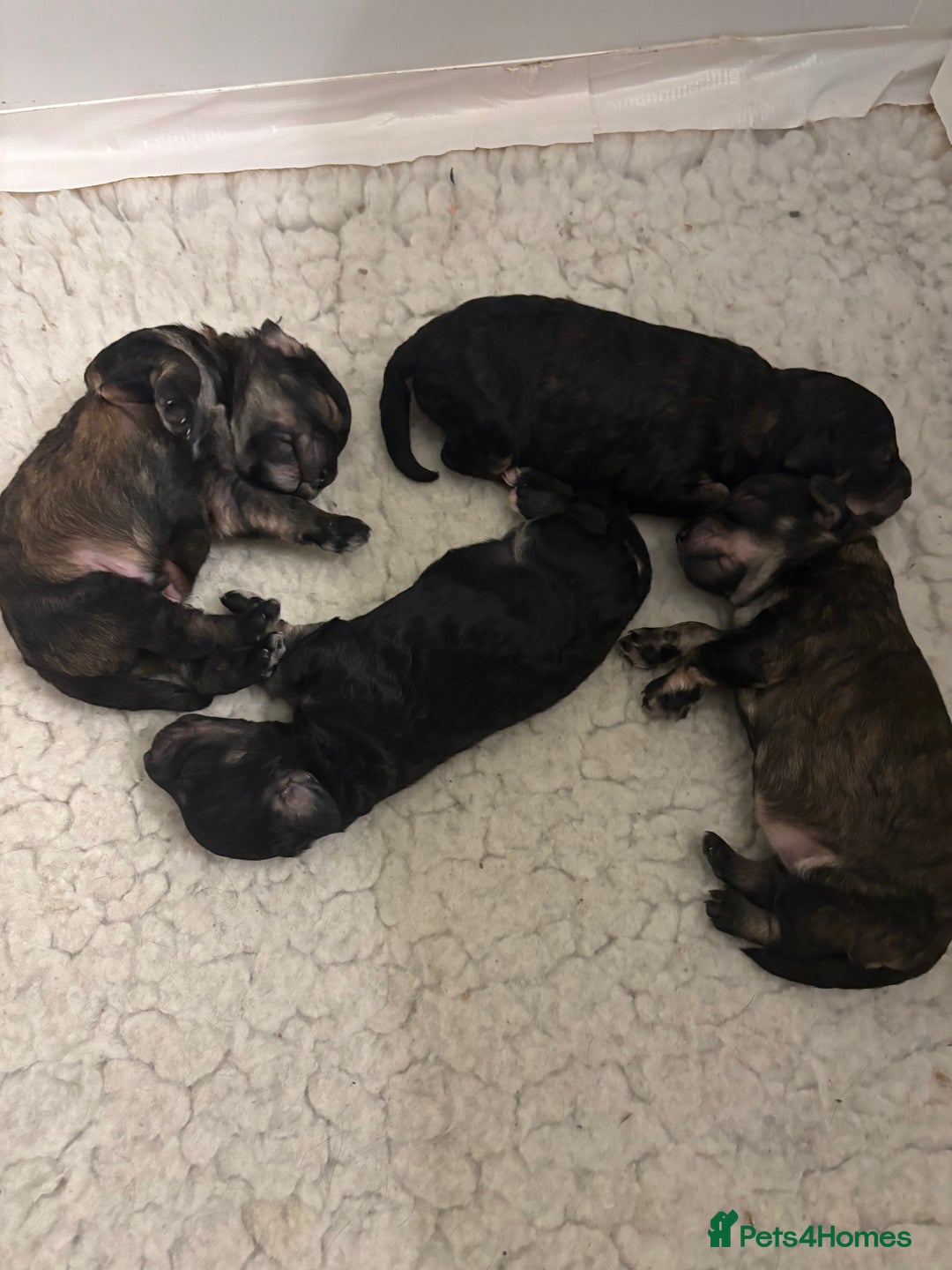 Poochon dogs for sale: Poochon F2Bs - Advert 8