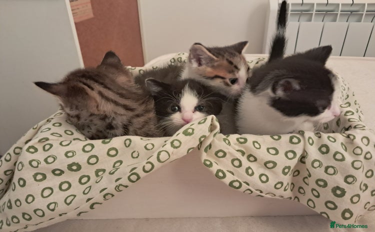 Mixed Breed cats - Advert 17