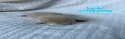 Norwegian Forest Cat cats for sale: Norwegian Forrest Cross Kittens  - Advert 8