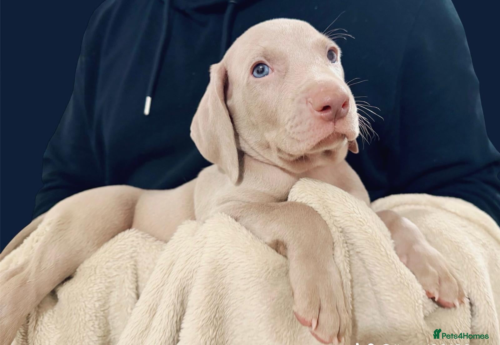 Weimaraner dogs Gorgeous chunky silver Weimaraner puppies  - Advert 2