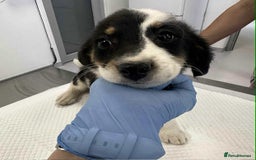 Mixed Breed dogs for adoption: 🥦Broccoli🥦 for adoption, coming into BUCKS - Image 7