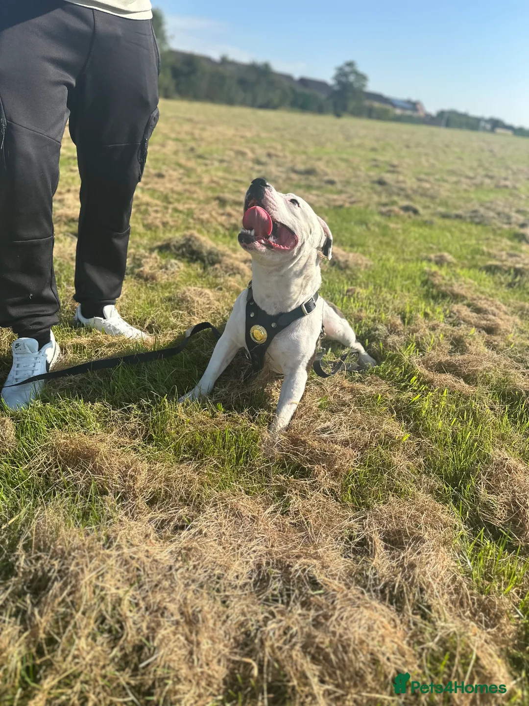 Mixed Breed dogs for sale: Male staffy  - Advert 2