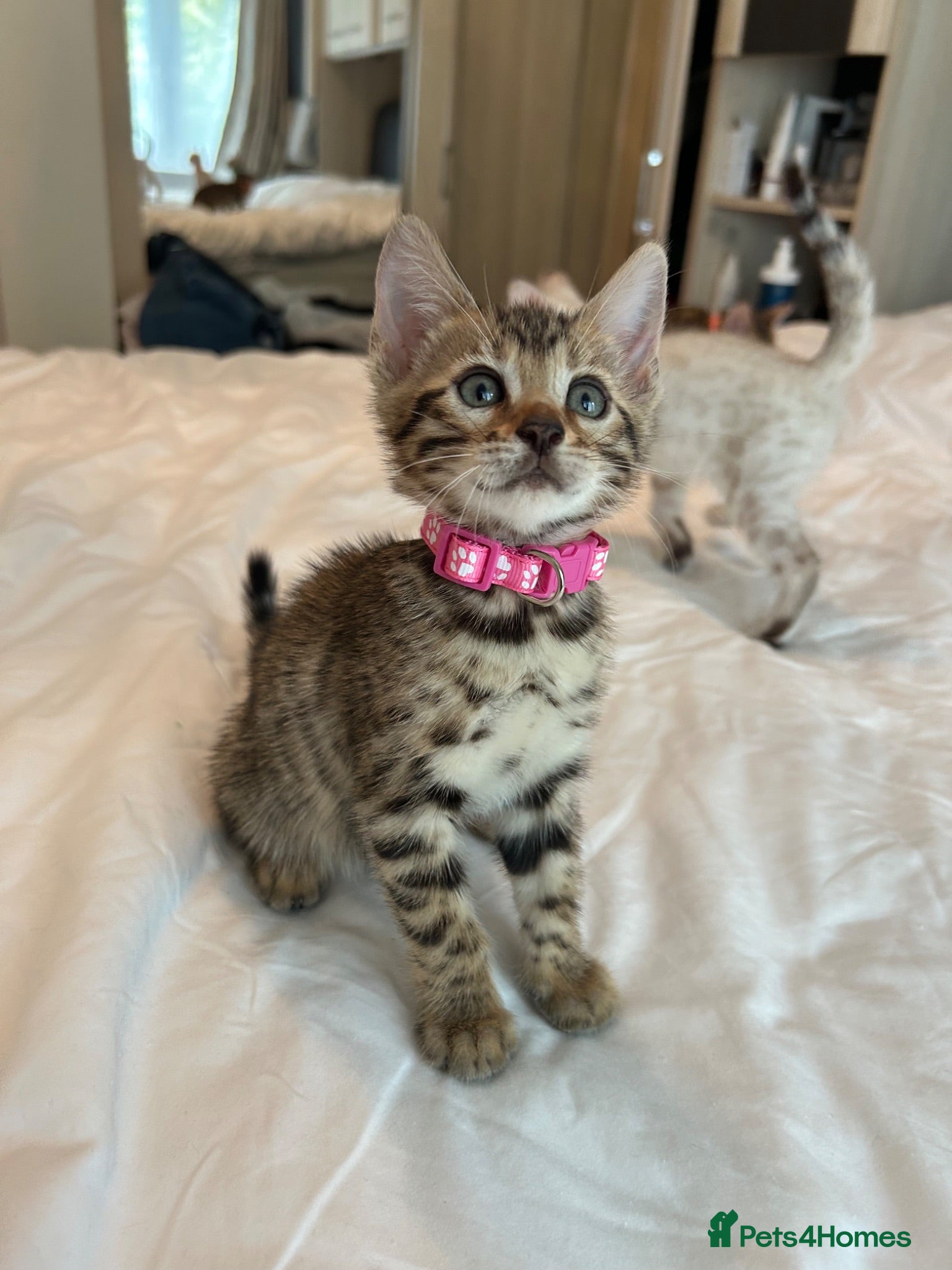 Bengal cats Stunning Bengal Kittens Ready for Reservation 😍 - Advert 1