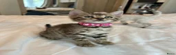 Bengal cats for sale: Stunning Bengal Kittens Ready for Reservation 😍 - Advert 1
