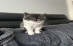 Domestic Shorthair cats for sale: 8 week old kittens - Image 9