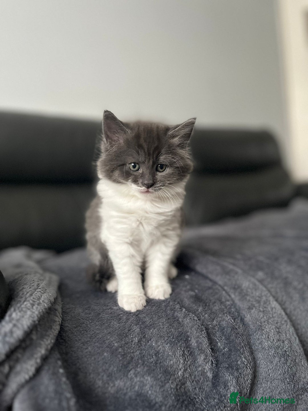 Domestic Shorthair cats for sale: 8 week old kittens - Image 9