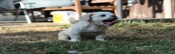 French Bulldog dogs for sale: HOME BRED FLUFFY FRENCHY•ISABELLA.KC&DNA CERT - Advert 10