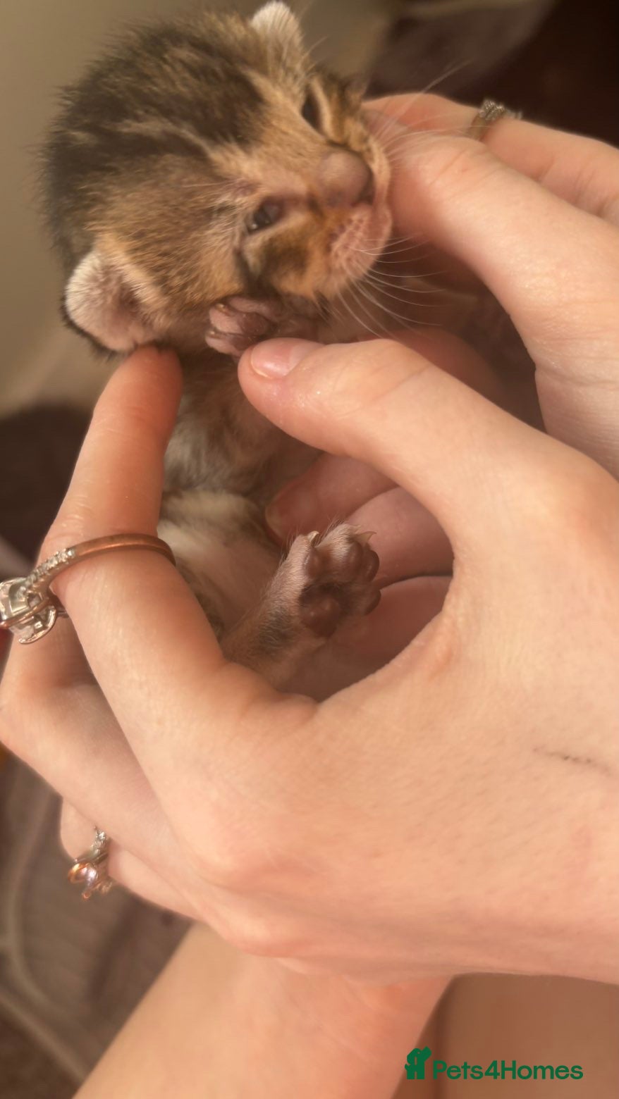 Mixed Breed cats Kittens for sale - Advert 3