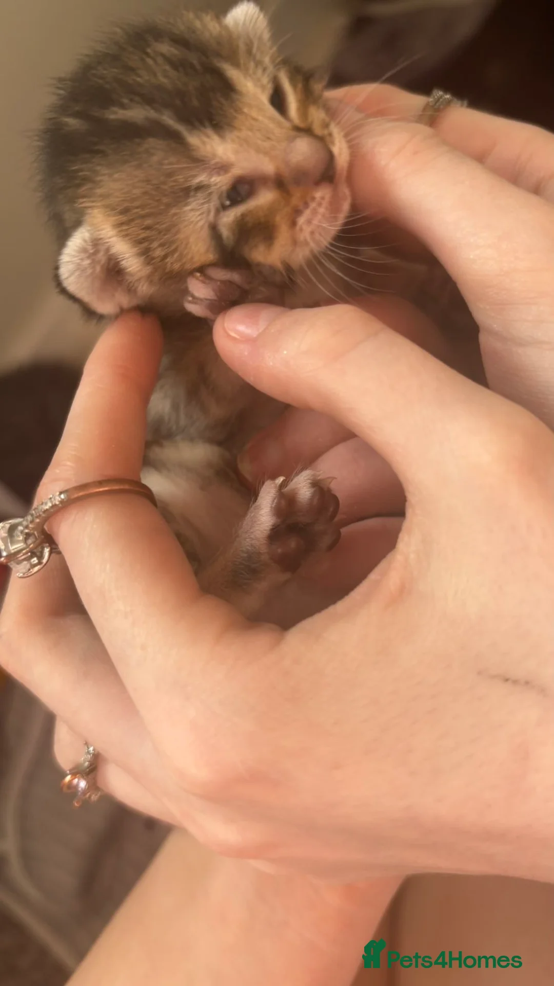 Mixed Breed cats for sale: Kittens for sale - Advert 1