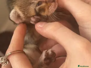 Mixed Breed cats Kittens for sale - Advert 3