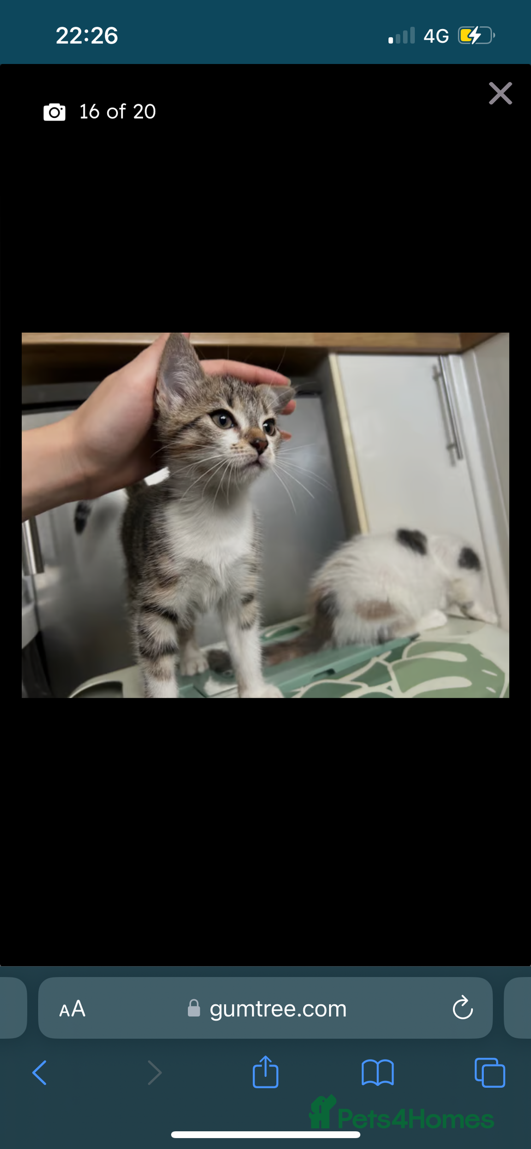 British Shorthair cats for sale: One female kitten for sale - Advert 35