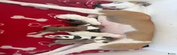 Mixed Breed dogs for sale: Whippet cross puppies  - Advert 12