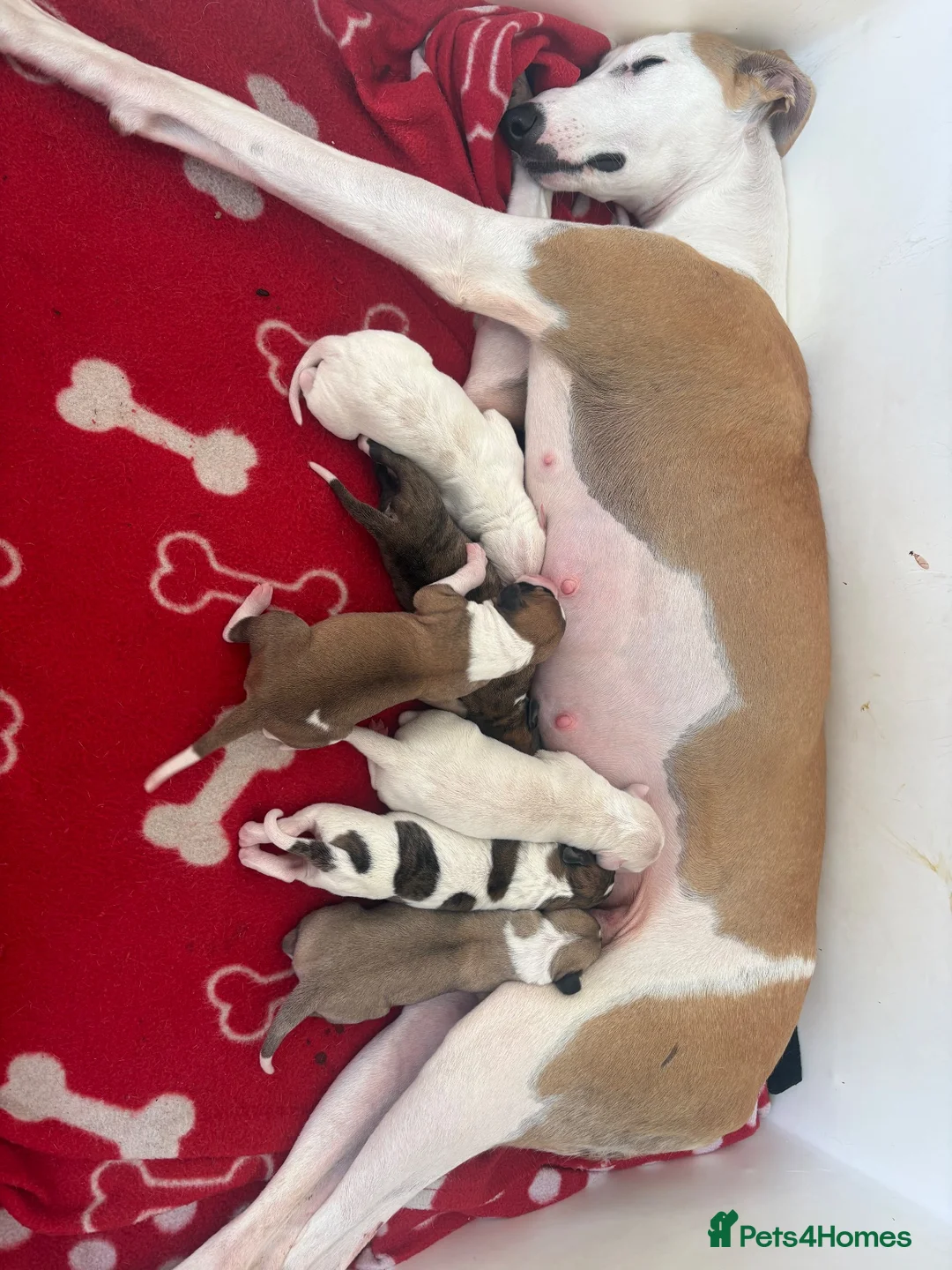 Mixed Breed dogs for sale: Whippet cross puppies  - Advert 12