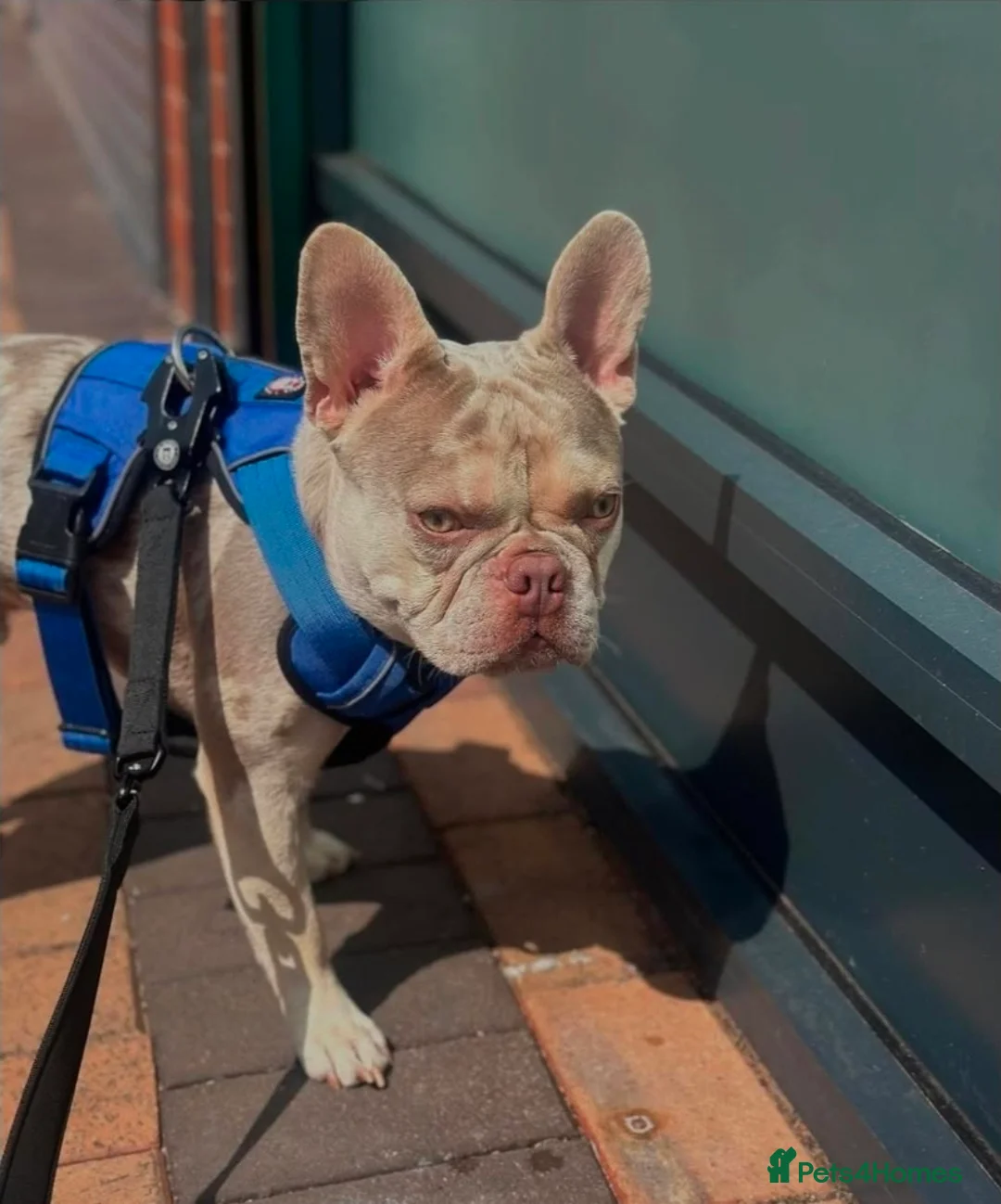 French Bulldog dogs for stud: Stud  - Advert 3