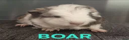 Guinea Pig rodents for sale: Beautiful Male Baby Guinea Pigs for sale  - Advert 10