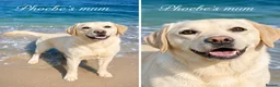 Labrador Retriever dogs for sale: Beautiful Labrador Girls  - Advert 2