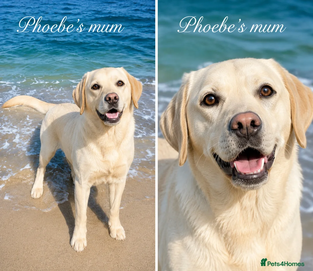 Labrador Retriever dogs for sale: Beautiful Labrador Girls  - Advert 2