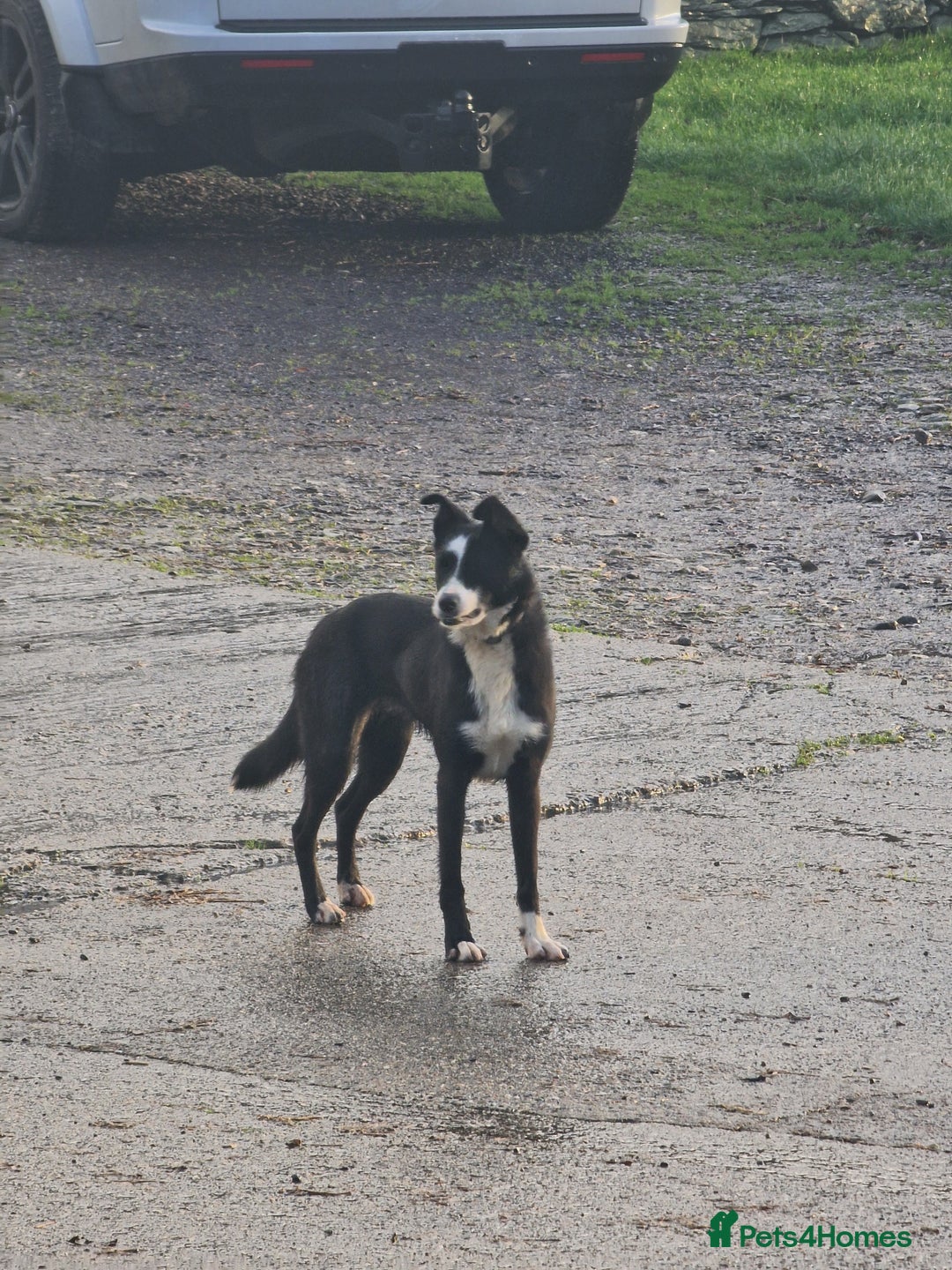 Border Collie dogs for sale: Pet home only needed - Advert 2