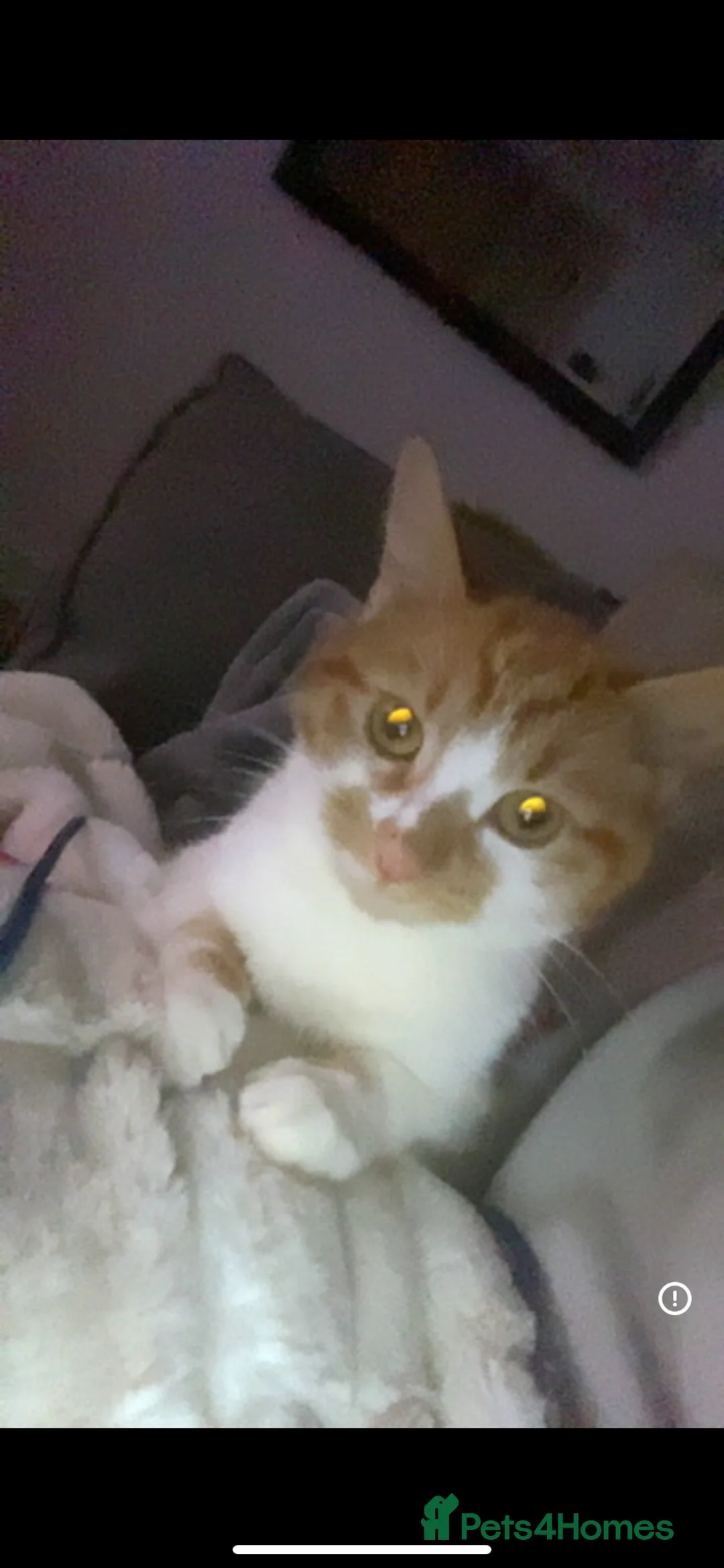 British Shorthair cats for sale: 3 kittens, just born in Sandbach - Advert 1