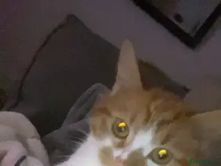 British Shorthair cats 3 kittens, just born - Advert 1