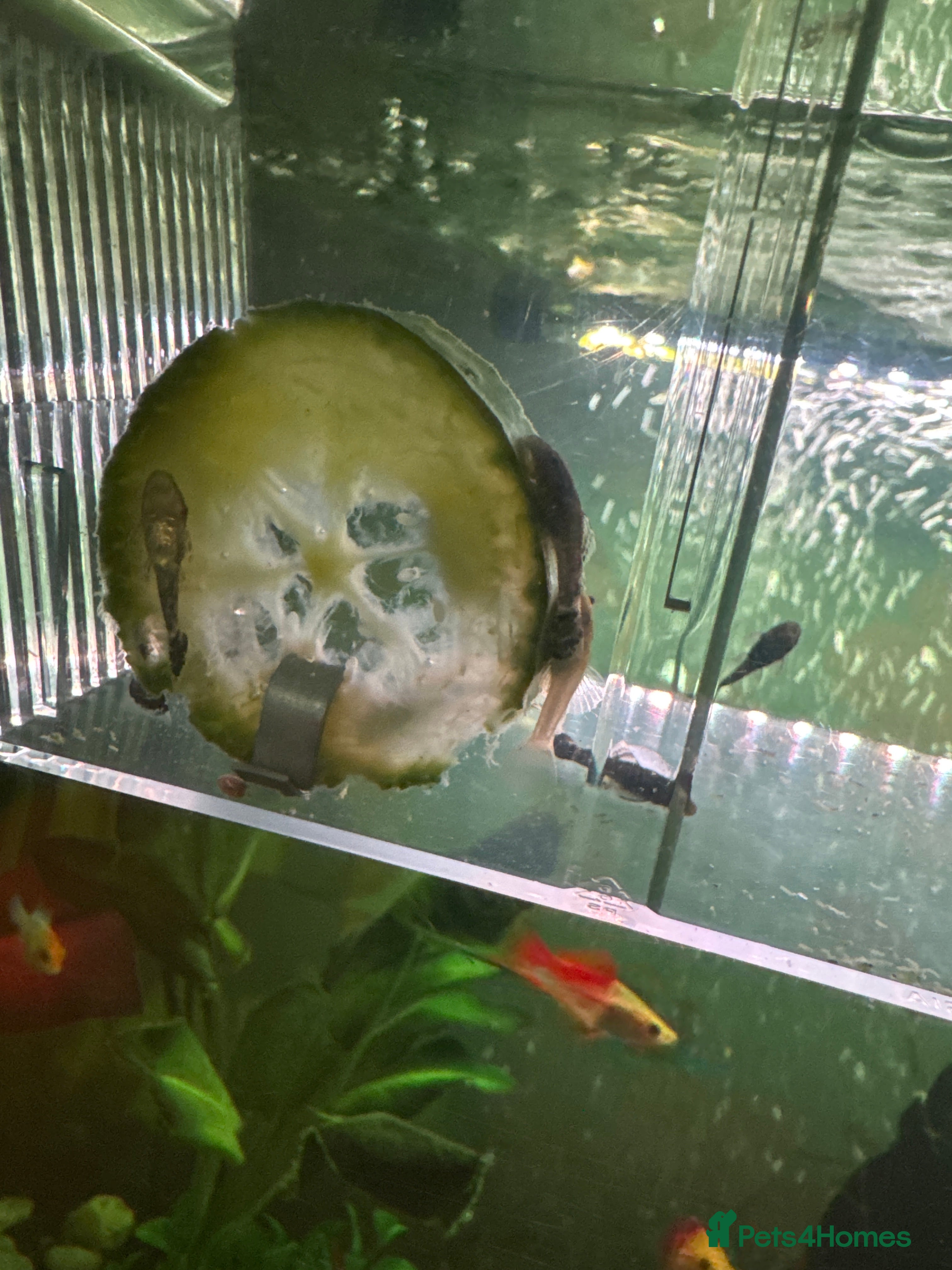 Plecos fish Bristlenose pleco  - Advert 1