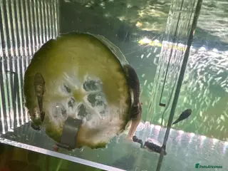 Plecos fish Bristlenose pleco - Advert 2