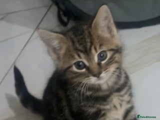 Domestic Shorthair cats 1 Domestic Shorthair Female Kitten & 1 BlackKitten - Advert 2