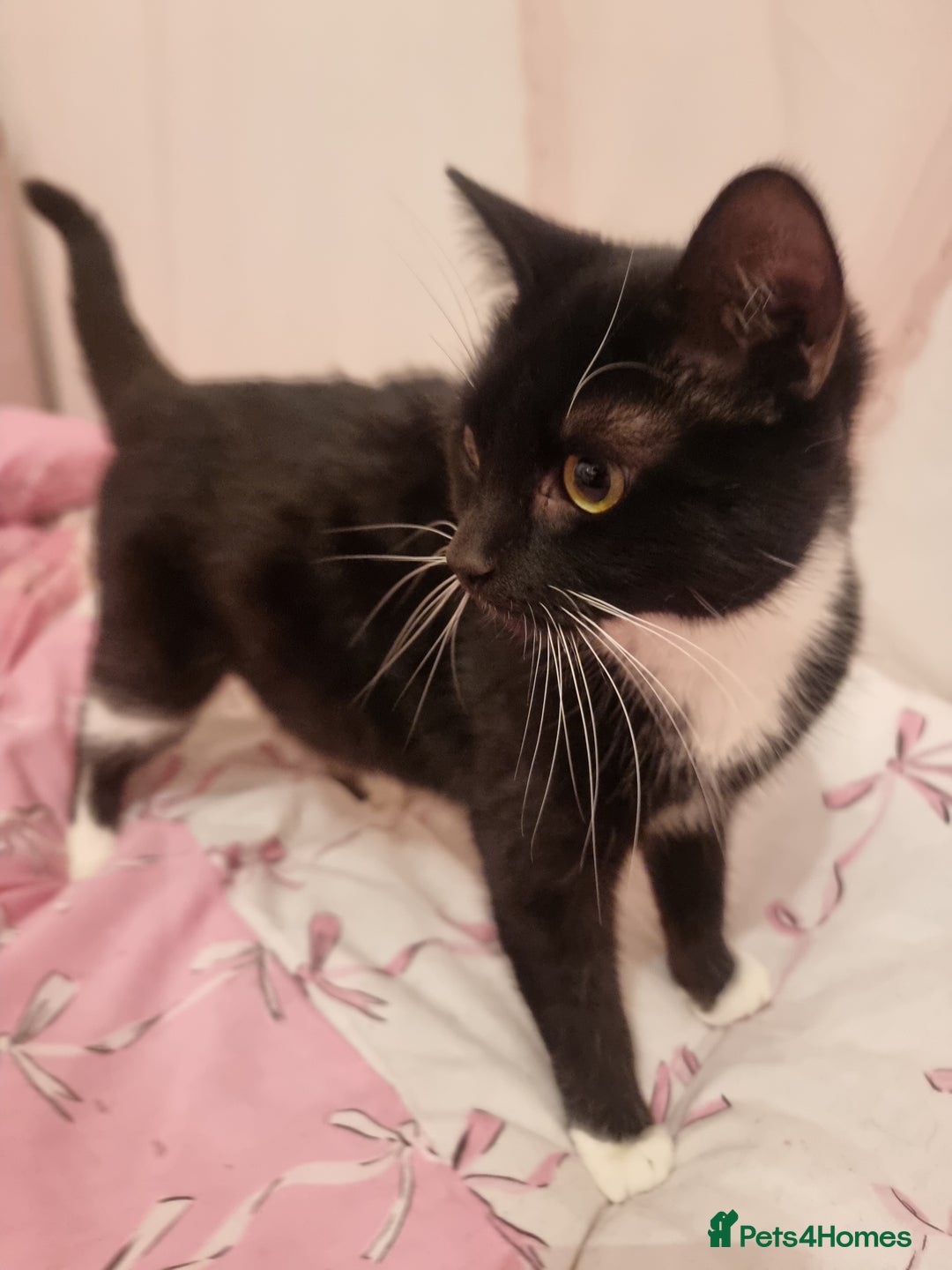 Mixed Breed cats for sale: 5 lovely kittens for sale😻 Ready from now  - Advert 1