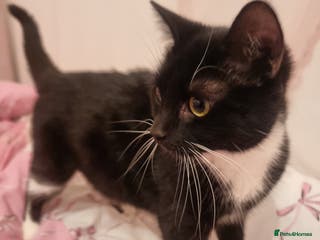 Mixed Breed cats 5 lovely kittens for sale😻 Ready from now - Advert 2