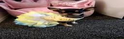 Chihuahua dogs for sale: Beautiful chihuahua girl smooth coat  - Advert 5
