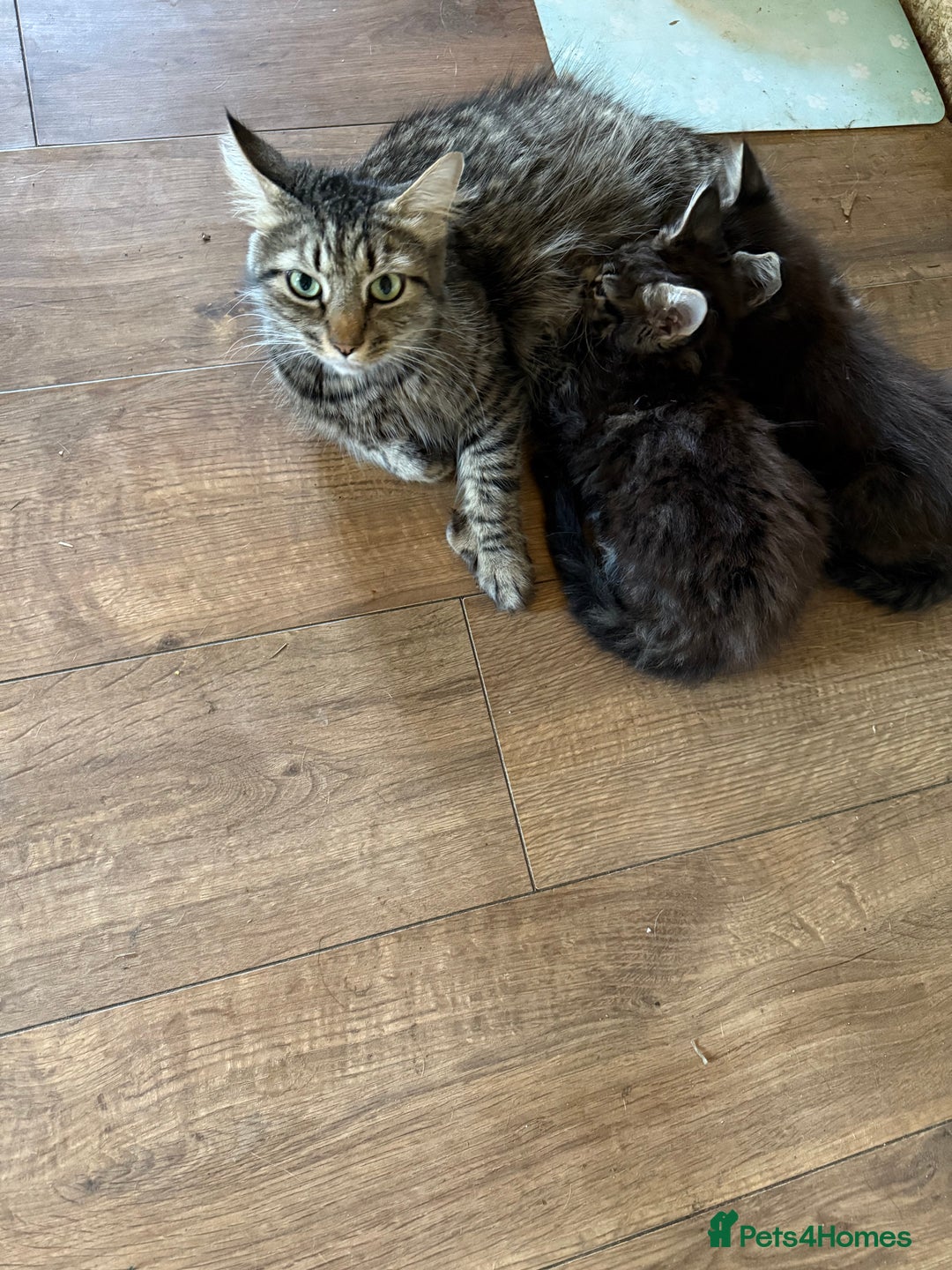 Maine Coon cats for sale: Handsome Boy Maine Coone X British short hair - Image 5