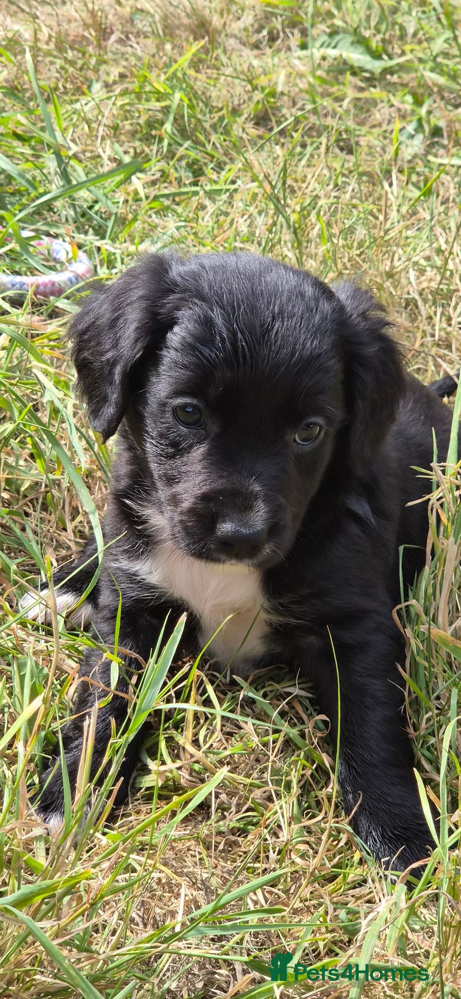 Mixed Breed dogs Cocker x Collie Puppies - Advert 2