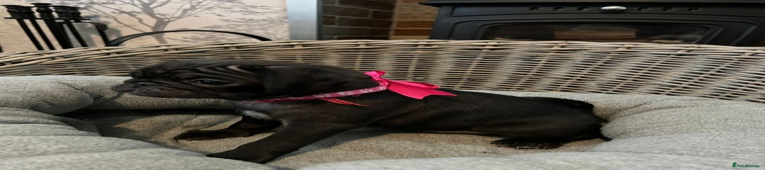 Pug Puppy 3 - Dark Pink Collar