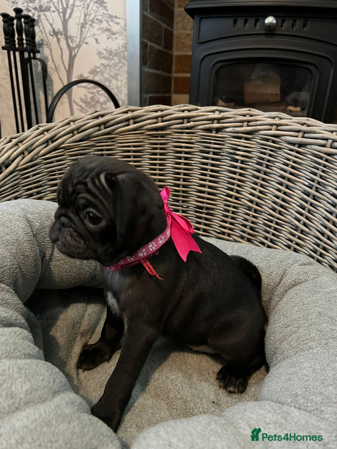 Pug dogs for sale: Superb Pug Puppies - ready now - Advert 11