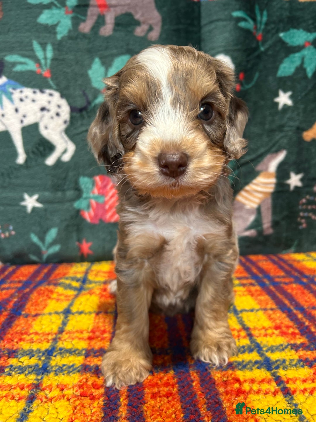 Cockapoo dogs for sale: Cute F1 cockapoo puppies  - Advert 26