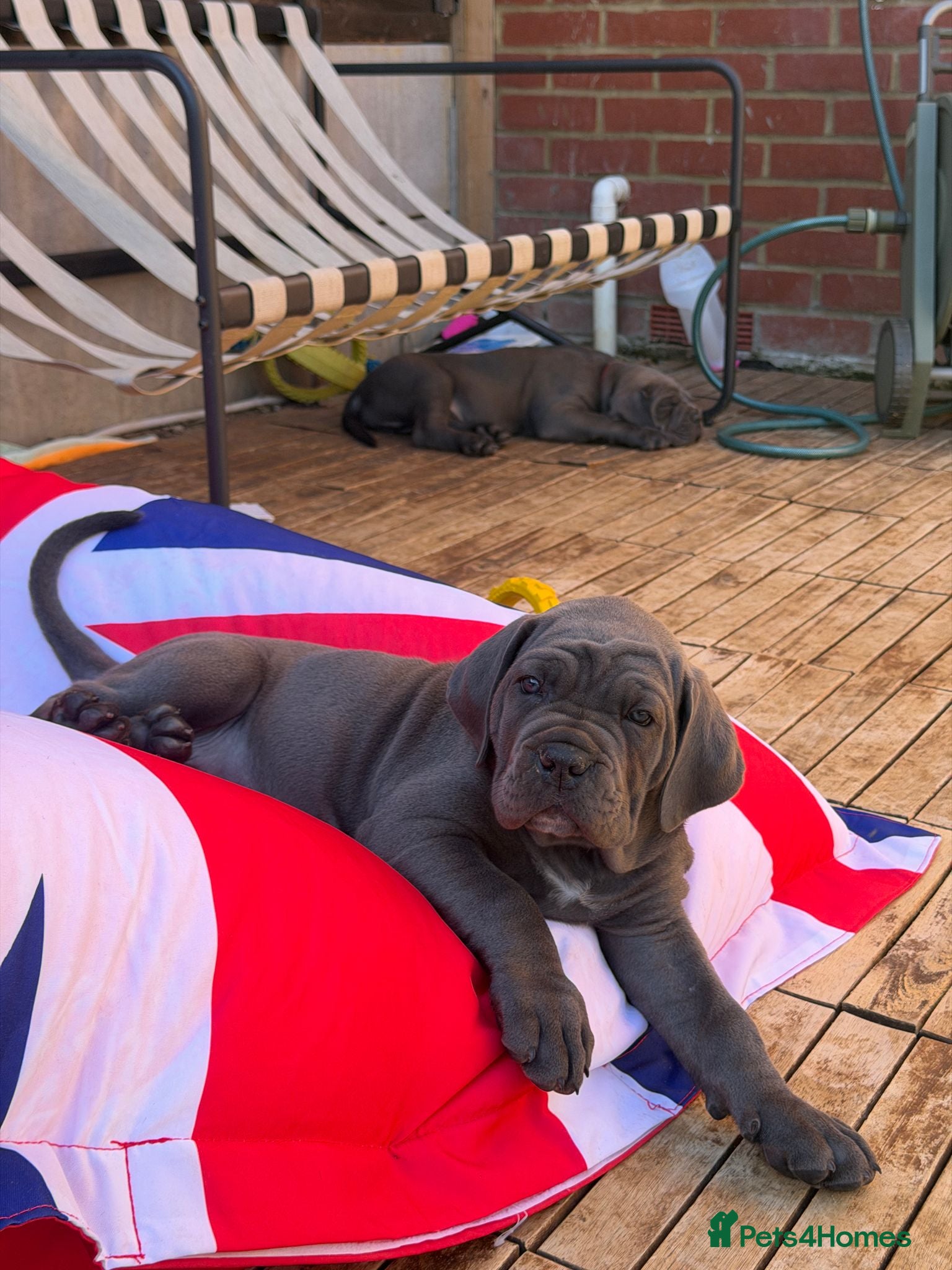 Cane Corso dogs 🐾 Massive Blue Corso Female | Elite Imp Bloodline - Advert 2