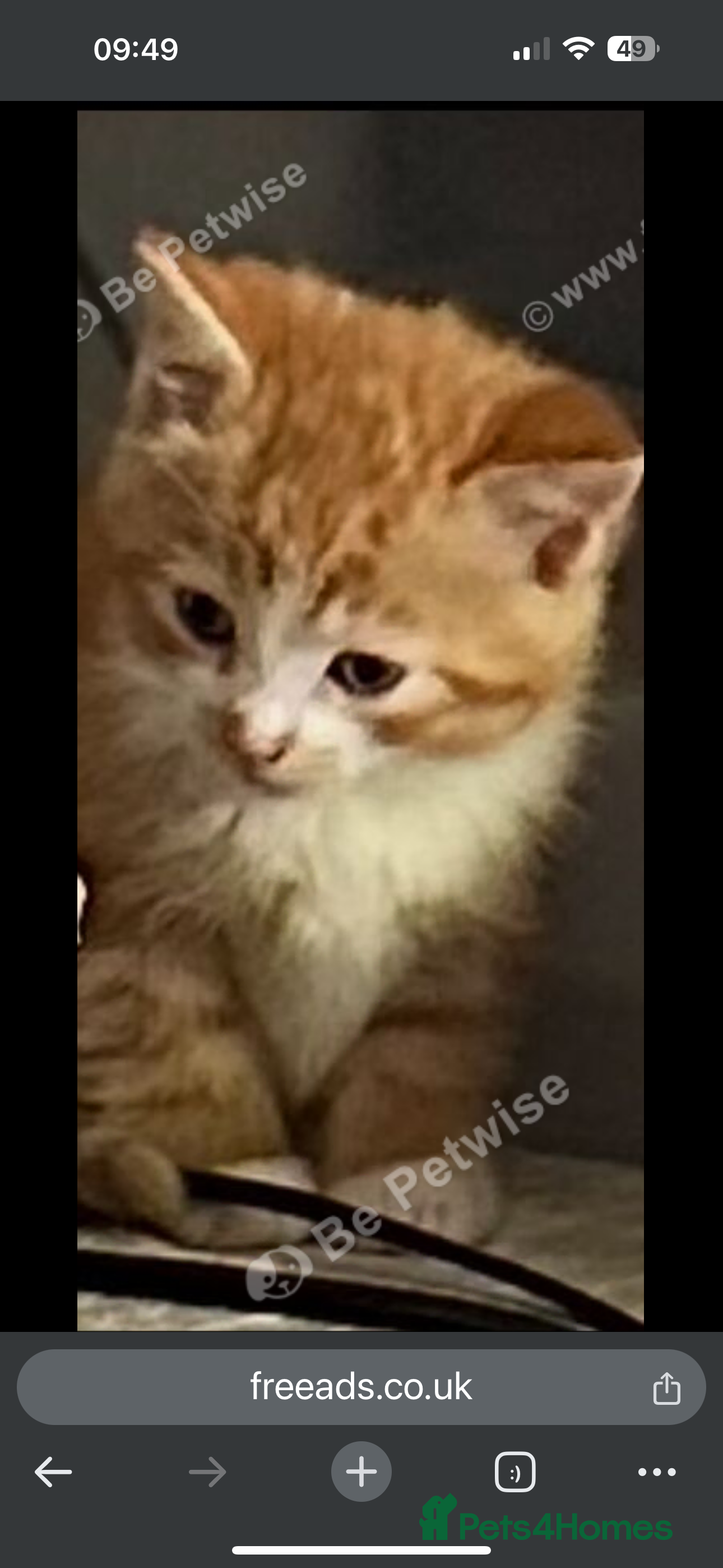 Mixed Breed cats 4 x beautiful kittens   - Advert 2