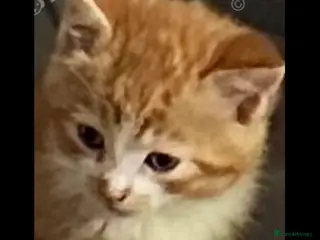 Mixed Breed cats 4 x beautiful kittens - Advert 1