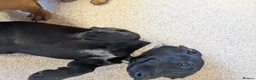Miniature Dachshund dogs for sale: 2x miniature dachshunds - Advert 10