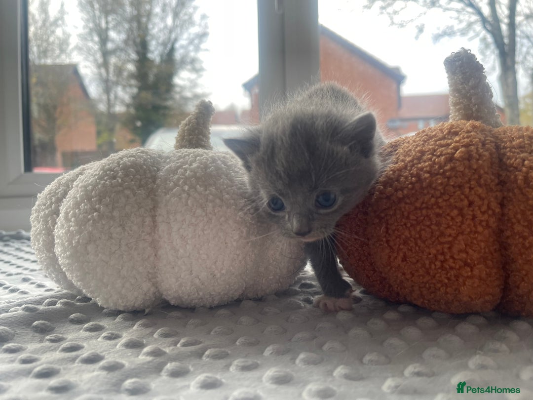 Mixed Breed cats for sale: 4 grey kittens - Advert 3