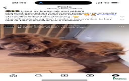 Chow Chow dogs for sale: Lilac and chocolate chows AT carriers  - Image 2