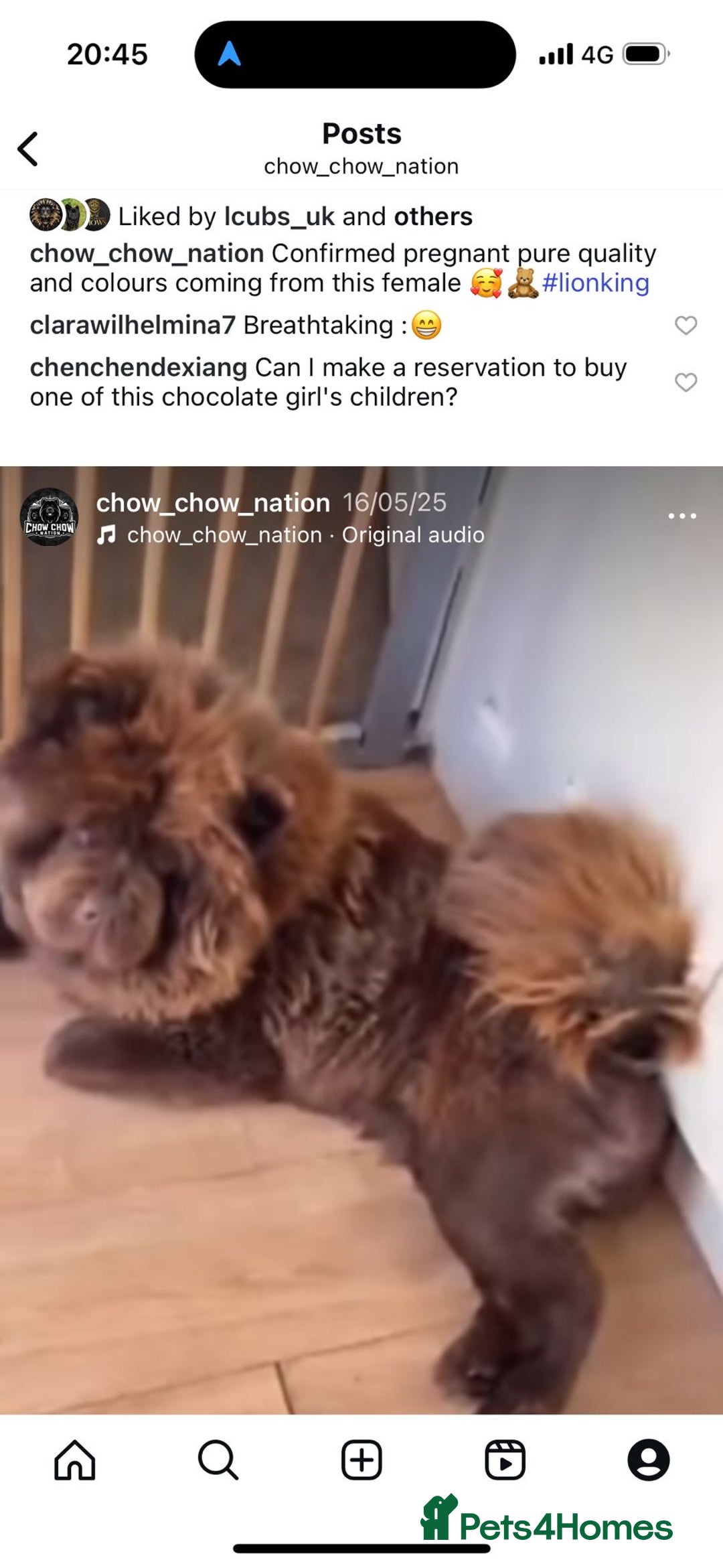 Chow Chow dogs for sale: Lilac and chocolate chows AT carriers  - Image 2